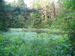 Ein kleiner See in einem lichten Sommerwald.